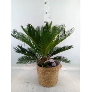 Cycas revoluta