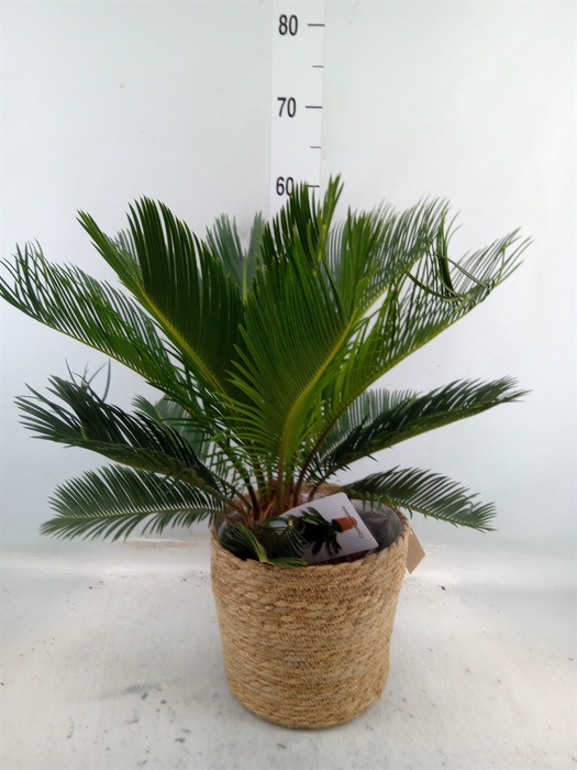 <h4>Cycas revoluta</h4>