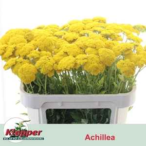 ACHIL F PARK VARIETY