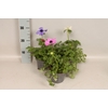 Anemone coronaria 13 cm Trio