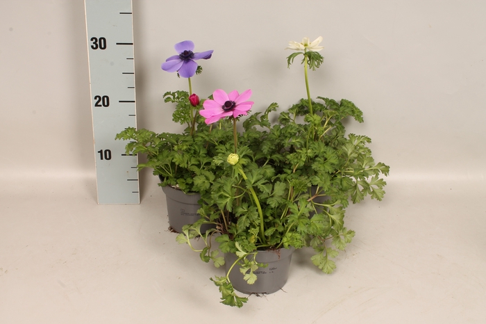 <h4>Anemone coronaria 13 cm Trio</h4>