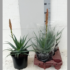 ALOE ARBORESCENS