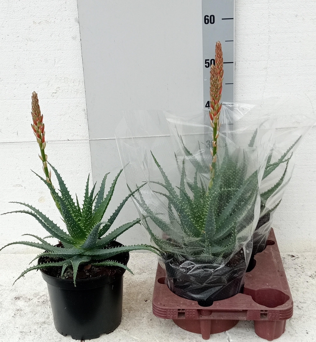 <h4>ALOE ARBORESCENS</h4>