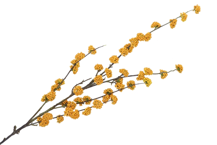 Silk Berry Callicarpa Yellow 130cm