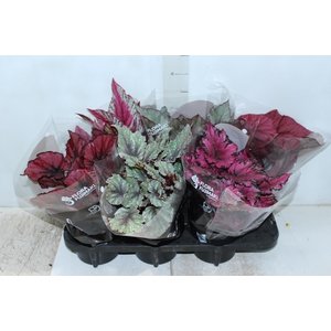 BEGONIA BELEAF P15 PO