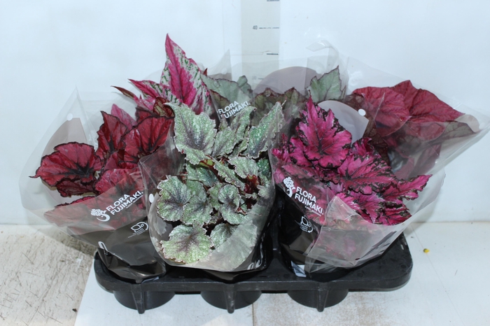 <h4>BEGONIA BELEAF P15 PO</h4>