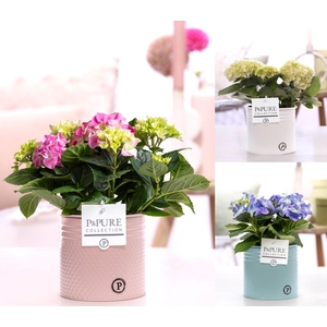 Hydrangea mix in P&PURE zinc pot Louise 4 ass. 3