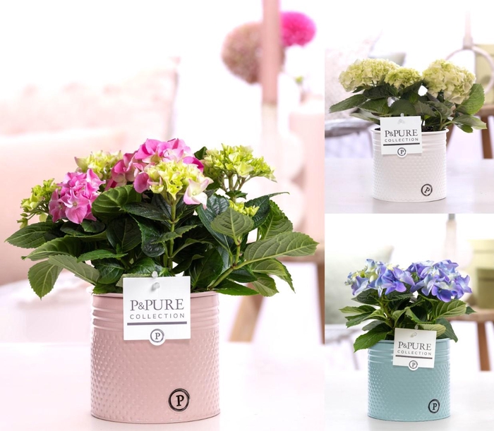 <h4>Hydrangea mix in P&PURE zinc pot Louise 4 ass. 3</h4>
