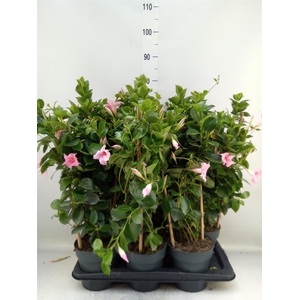 Mandevilla am. 'Sundav Cream Pink'