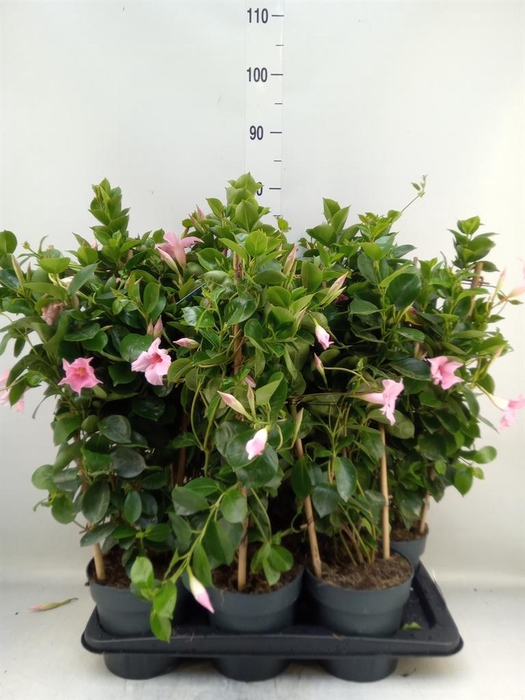 <h4>Mandevilla am. 'Sundav Cream Pink'</h4>
