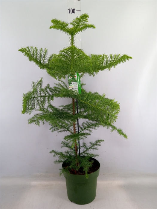 <h4>Araucaria heterophylla</h4>