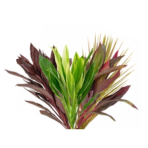 FOLHAGEM DRACENA VARIADO