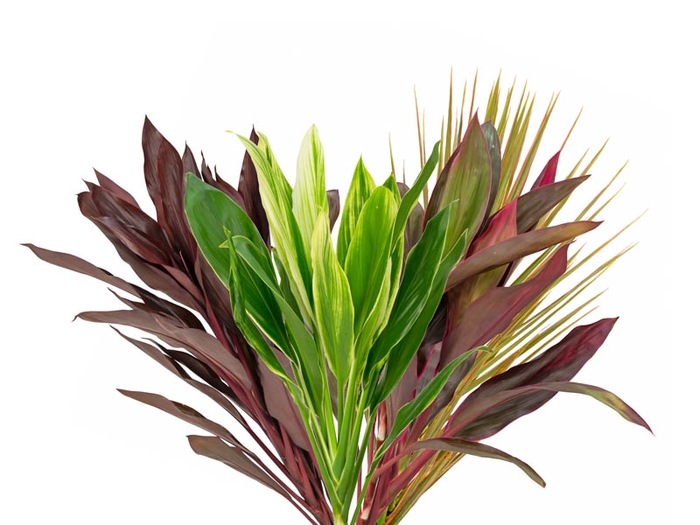 <h4>FOLHAGEM DRACENA VARIADO</h4>