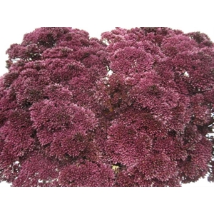 Sedum Aubergine