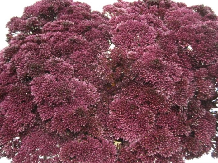 <h4>Sedum Aubergine</h4>