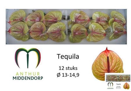 <h4>Anth A Tequila</h4>