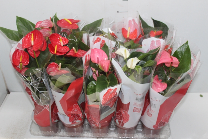 <h4>ANTHURIUM VARIADO P12</h4>