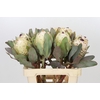 Protea Barbigera Ice Queen Air