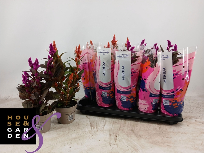 <h4>CEL ARGENTEA GEM</h4>