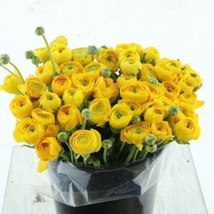 Ran El Sr Yellow Super