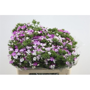 Di Barb Neon Lavender