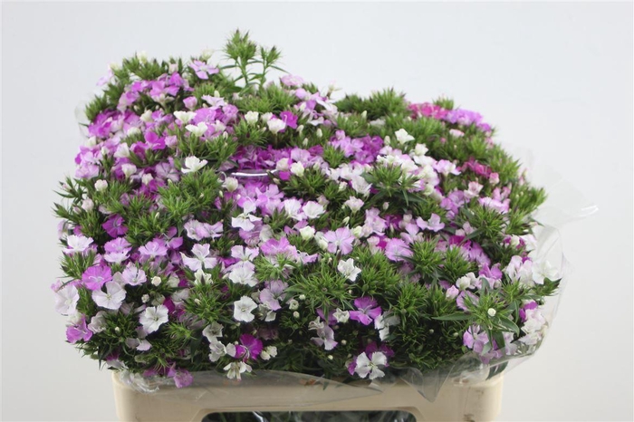 <h4>Di Barb Neon Lavender</h4>