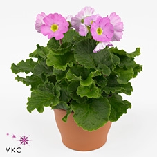 Primula 'Touch Me' Pink | Decorum