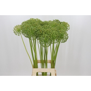 Allium Zaadbollen