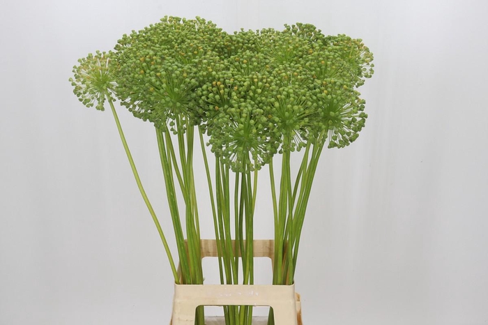 <h4>Allium Zaadbollen</h4>