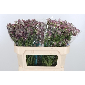 Astrantia Star Of Africa