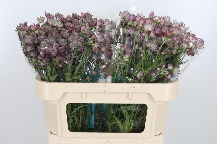 <h4>Astrantia Star Of Africa</h4>