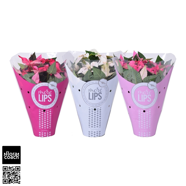 <h4>MoreLIPS® Euphorbia Princettia Mix</h4>