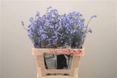 <h4>Myos Al Blue Memory</h4>