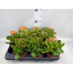 Crassula ovata 'Sunset'