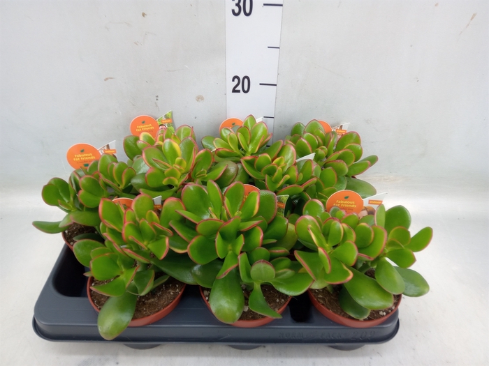 <h4>Crassula ovata 'Sunset'</h4>