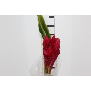 ALPINIA PURPURATA VERMELHA