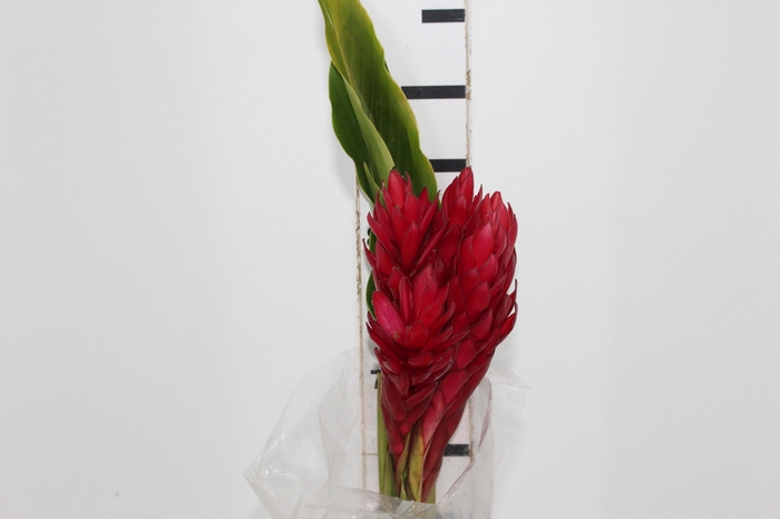 <h4>ALPINIA PURPURATA VERMELHA</h4>