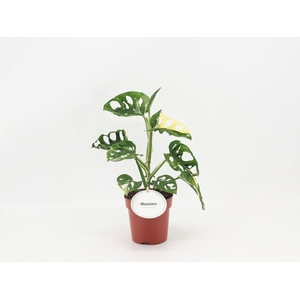 Monstera obliqua Leichtlinii