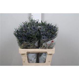 Eryn Mag Blue Lagoon