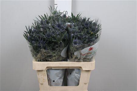 <h4>Eryn Mag Blue Lagoon</h4>