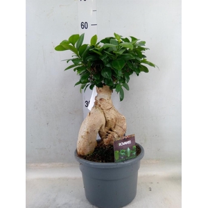 Ficus microcarpa 'Ginseng'