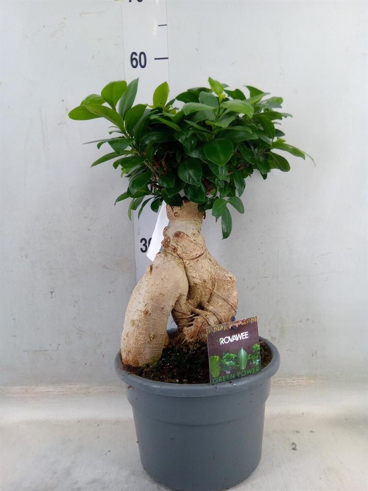 <h4>Ficus microcarpa 'Ginseng'</h4>