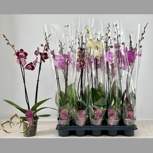 PHAL GEM