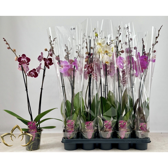<h4>PHAL GEM</h4>