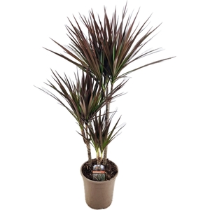 Dracaena marginata Magenta 45-25-10
