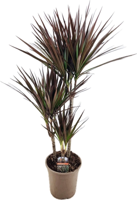 <h4>Dracaena marginata Magenta 45-25-10</h4>