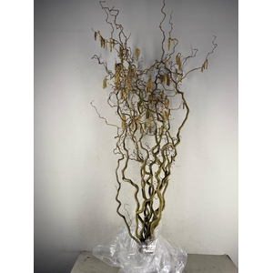 Corylus (2-Jarig)