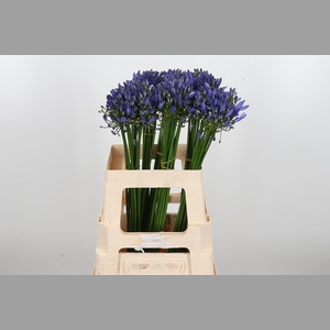 Agapanthus Intermedia