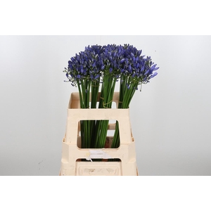 Agapanthus Intermedia