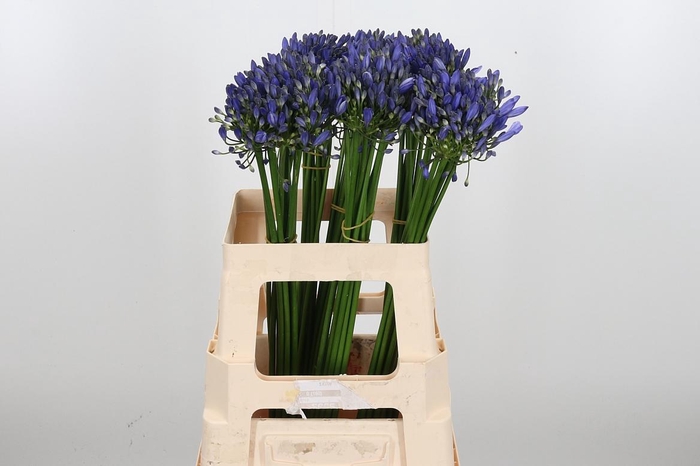 <h4>Agapanthus Intermedia</h4>